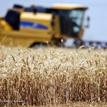 زور تولیدکنندگان به واردات چی‌های گندم نرسید/ به بن بست کشاندن خودکفایی با سیاست نادرست