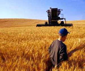 یارانه انرژی باز هم به کار مردم نیامد/ پشت پای کشاورزان به تامین نیاز داخلی گندم